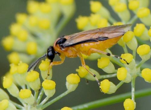 Réf. 242 233 : Athalia rosae